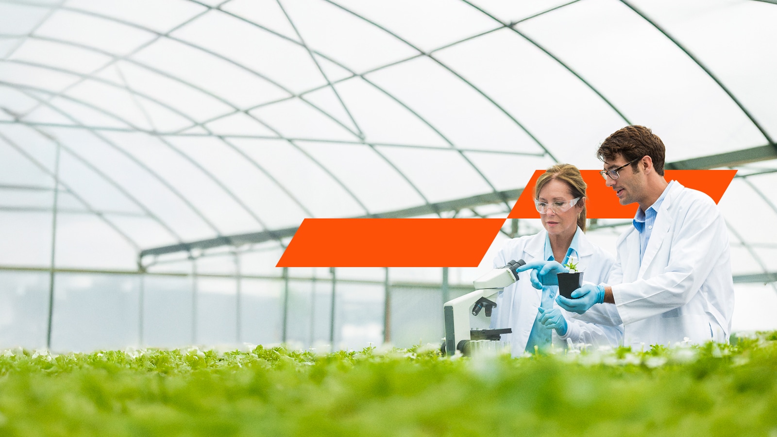 People with microscope in a greenhouse